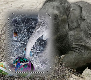 elephant with feathering