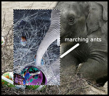 Elephant Marching Ants